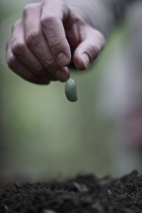 a seed being dropped into the ground