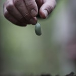 A seed being dropped into the ground.
